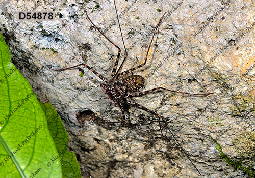 Phrynus longipes (Phrynidae, Amblypygi)